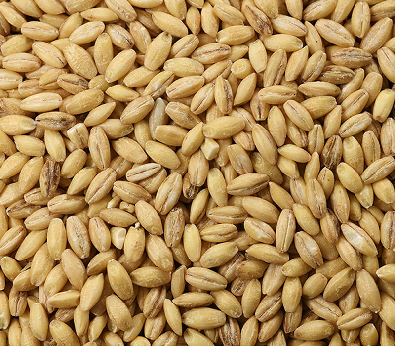 الشعير