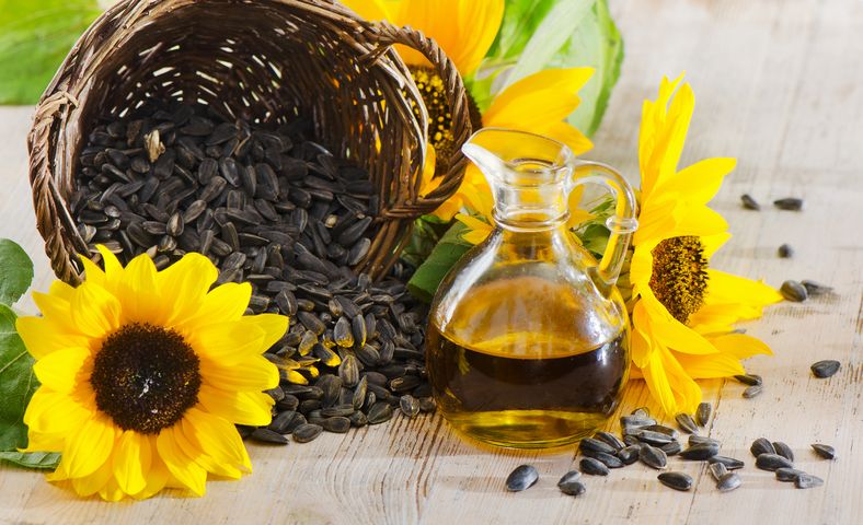 عباد الشمس